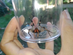 Lycosa erythrognatha