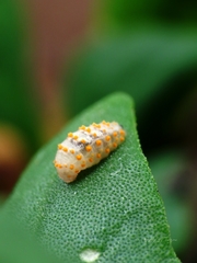Eosalpingogaster