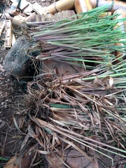 Cymbopogon nardus