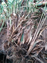 Cymbopogon nardus