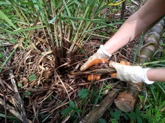 Cymbopogon nardus