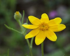 Pseudobahia heermannii