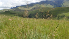 Trichanthecium natalense