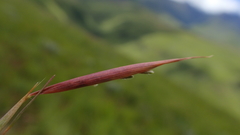 Monocymbium ceresiiforme