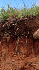 Clutia hirsuta