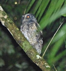 Megascops atricapilla