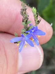 Carlowrightia parviflora