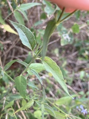 Carlowrightia parviflora