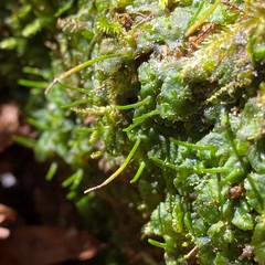 Phaeoceros carolinianus