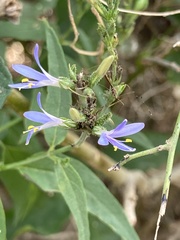 Carlowrightia parviflora