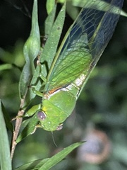 Glaucopsaltria viridis