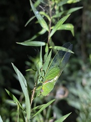 Glaucopsaltria viridis