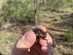 Macrotristria angularis