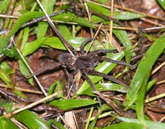 Ancylometes concolor