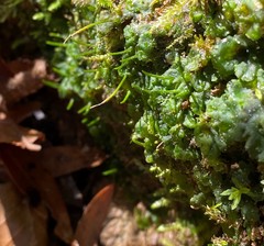 Phaeoceros carolinianus