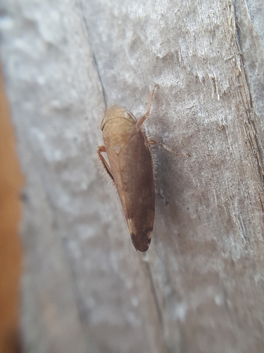 Privet Leafhopper photo 4