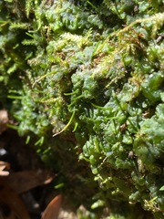 Phaeoceros carolinianus