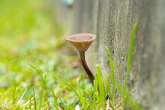 Pseudoclitocybe