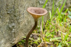 Pseudoclitocybe