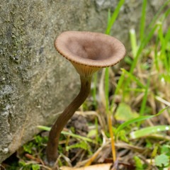 Pseudoclitocybe