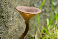 Pseudoclitocybe