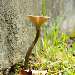 Pseudoclitocybe
