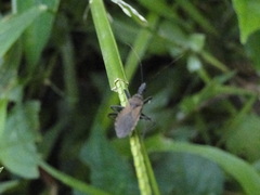 Hemiptera
