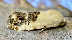 Ponometia phecolisca