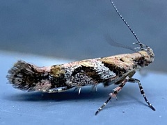 Aristotelia devexella