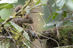 Sciurus ignitus