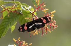Heliconius telesiphe