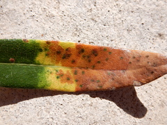 Neuroterus saltatorius texanus