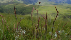 Monocymbium ceresiiforme