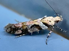 Aristotelia devexella