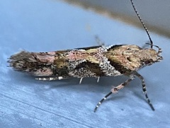 Aristotelia devexella