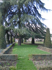 Cedrus