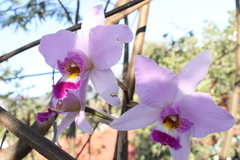 Laelia anceps