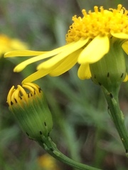 Senecio squalidus