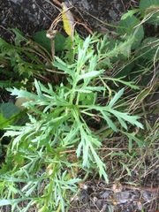 Senecio squalidus
