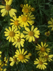 Senecio squalidus