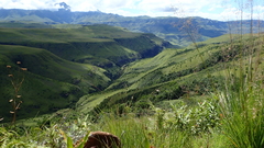 Trichanthecium natalense