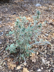 Malacothamnus arcuatus