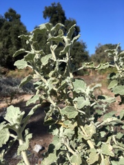 Malacothamnus arcuatus