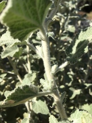 Malacothamnus arcuatus