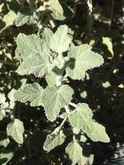 Malacothamnus arcuatus