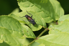 Macrophya annulata