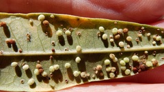 Neuroterus saltatorius texanus