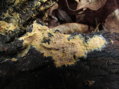 Asterostroma cervicolor