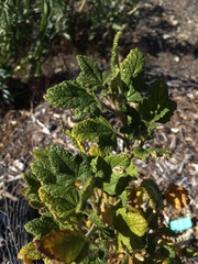 Malacothamnus involucratus
