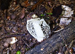 Phallus atrovolvatus